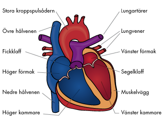 heart_illustration_2012